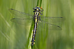 Gomphus vulgatissimus – Weibchen