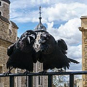 First place: Jubilee and Munin, Ravens of the Tower of London. – انتساب: © User:Colin / Wikimedia Commons / CC BY-SA 4.0