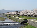 Kamogawa river, Kyoto