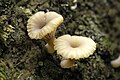 Lichenomphalia umbellifera