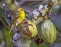 94 Príncipe golden weaver (Ploceus princeps) female 2 uploaded by Charlesjsharp, nominated by Charlesjsharp,  15,  0,  0