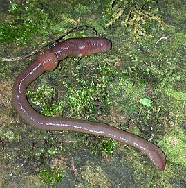 Geweune reegnworm (Lumbricus terrestris)