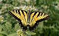 18 Tiger swallowtail (74863) uploaded by Rhododendrites, nominated by Rhododendrites,  15,  1,  0