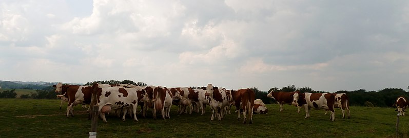 Environnement agricole de Luc-Armau.