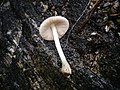 Volvariella murinella