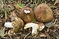 Russula integra