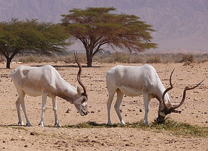 Addax