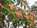 Albizia julibrissin