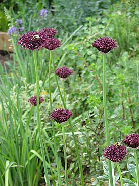 Viinilaukka (Allium atropurpureum)