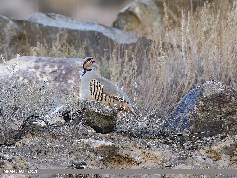 File:Chukar Partridge (Alectoris chukar) (45091468914).jpg