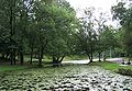 Stream of water with waterlilies