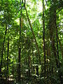 Image 4The Daintree Rainforest (from Tree)