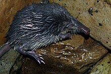 Photographie en couleurs représentant un animal, le Desman des Pyrénées.