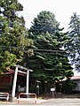 黒髪山神社（群馬県）のモミ