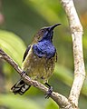 74 Príncipe sunbird (Anabathmis hartlaubii) male uploaded by Charlesjsharp, nominated by Charlesjsharp,  16,  0,  0