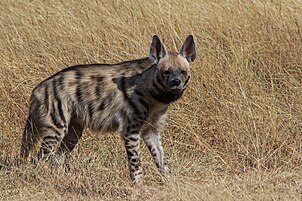 Striped Hyena at Velavadar Blackbuck National Park