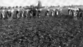 Swedish sugar beet plantation in the late 19th century at the Säbyholm estate in the south of Sweden. Photo held by the Swedish Emigrant Institute, Växjö, Sweden. From Sweden to America : A History of the Migration, eds. Harald Runblom and Hans Norman (Minneapolis: University of Minnesota Press, 1976).