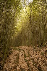 Serra dos Órgãos National Park, Brazil