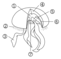 1.胃腔 2.触手 3.口腕 4.中膠 5.生殖腺 6.放射管 7.口