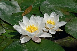 Nymphaea alba JdP 2013-06-08 n01.jpg