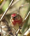 Bright male; East Chevington, Northumberland, England