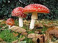 Basidiocarps of Amanita muscaria, an agaric.