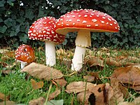 Three Amanita muscaria mushrooms showing various growth stages.