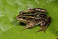 Image 10 Albanian water frog Photograph: Benny Trapp The Albanian water frog (Pelophylax shqipericus) is a species of true frog in the family Ranidae. It is native to Albania and Montenegro, where it lives in aquatic environments. The frogs are medium-sized. Males sometimes bear a distinctive bright green stripe down the length of the backbone, but otherwise are green to light brown in overall colouring with large black or dark brown spots. Females are olive green or light brown in colour and also bear brown or black large spots. The species is endangered and known populations are currently in decline. More selected pictures