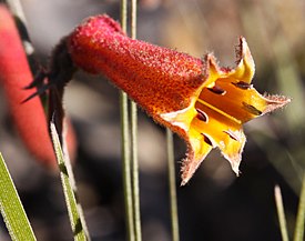 Blancoa canescens, цветок крупным планом