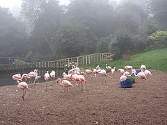 Flamingos, Belfast Zoo - geograph.org.uk - 3677930.jpg