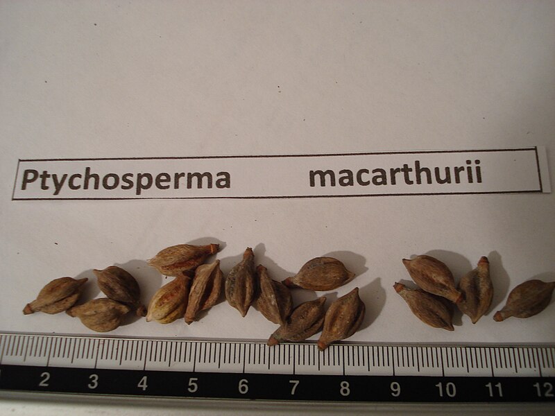 File:Graines de Ptychosperma macarthurii.jpg