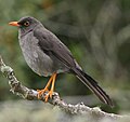 Great thrush