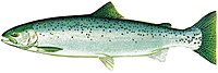 Drawing of ocean phase of male steelhead