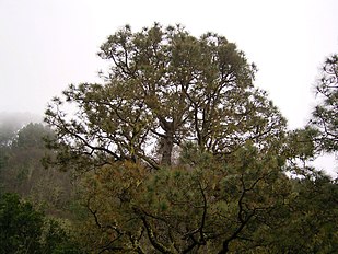 Barlovento, La Palma