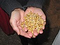 Image 43Malted barley before kilning or roasting (from Brewing)