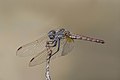 35 Violet dropwing (Trithemis annulata) female Cyprus uploaded by Charlesjsharp, nominated by Charlesjsharp,  19,  1,  0