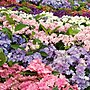 Thumbnail for File:Multi-coloured hydrangeas - geograph.org.uk - 5116318.jpg