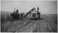 Ensilage de maïs aux États-Unis en 1949.