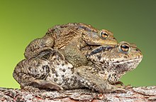 Common toads in amplexus