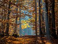 "Bamberg_Bruderwald_Herbst-20151102-RM-110637.jpg" by User:Ermell