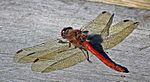 Sympetrum sanguineum – Oberseite