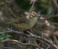 in Krishna Wildlife Sanctuary, Andhra Pradesh, India.