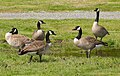 Canada Geese