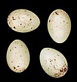   Eggs