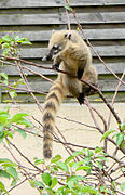 South American coati (Nasua nasua).