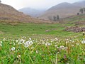 دشت قاصدک‌ها در روستای ییلاقی ناندل شهرستان آمل، ایران