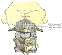 {Membrana atlantooccipitalis posterior en ligamentum atlantooccipitale. (Axis in het midden)