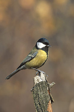 Flotmeisa, Parus major