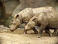 Rhinocéros de Sumatra