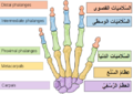 العربية